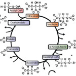 The Krebs Cycle Student Worksheet Db excel