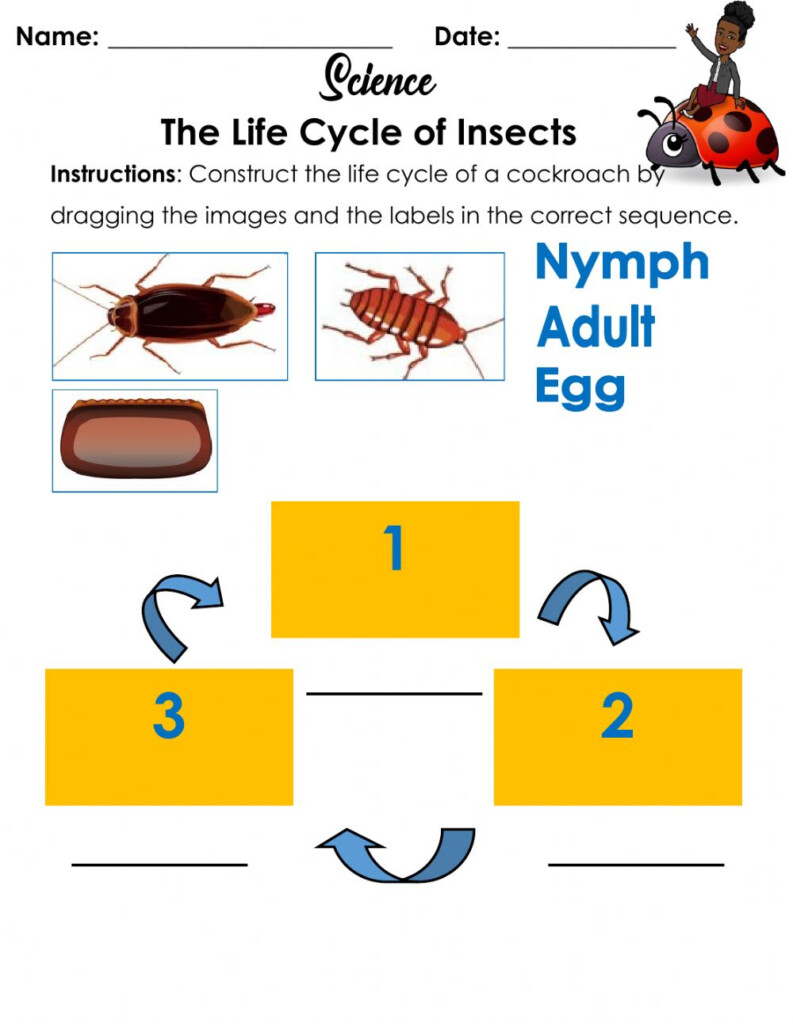 The Life Cycle Of An Insect Worksheet