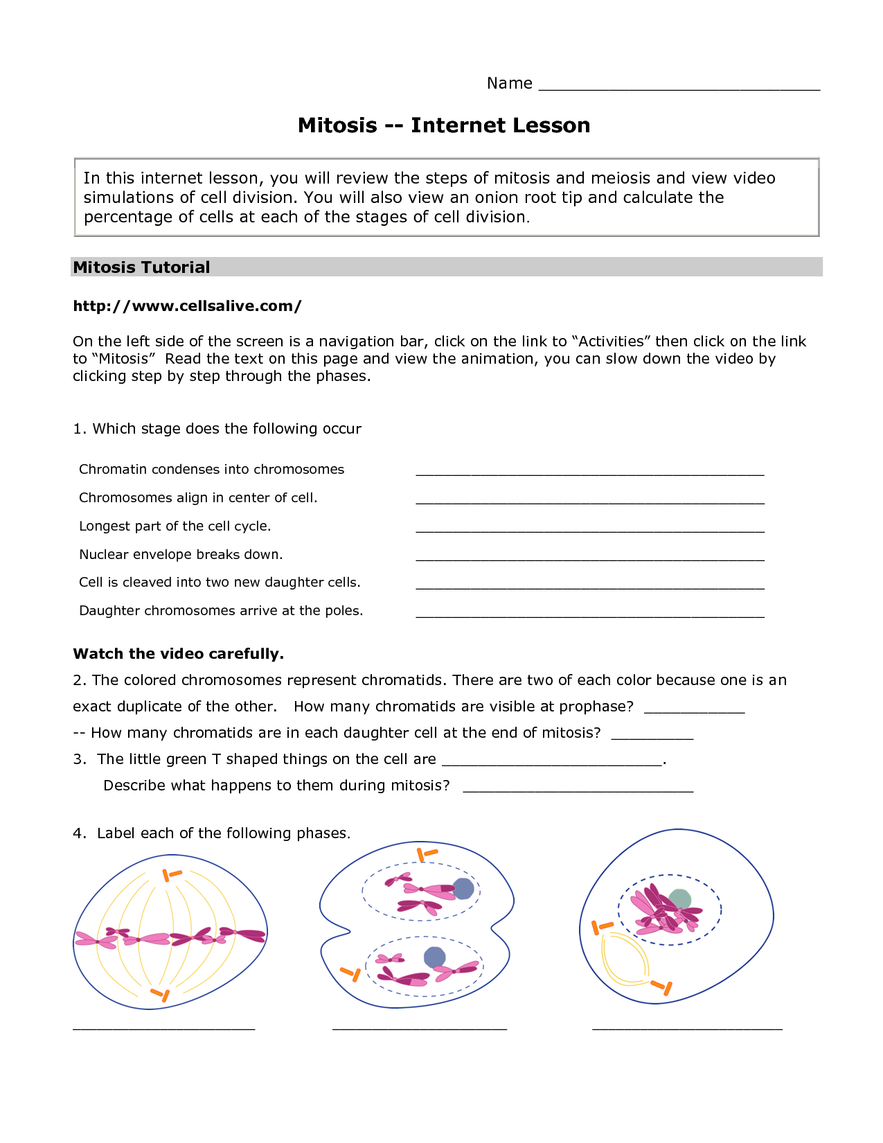 10 Cells Alive Mitosis Phase Worksheet Answer Key 10 Cells Alive Mitosis Phase Worksheet Answer Key