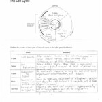 19 Cell Cycle Review Worksheet Answers Worksheeto