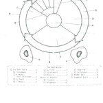30 Cell Cycle Coloring Worksheet Education Template