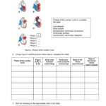 4 Phases Of The Cardiac Cycle Slideshare