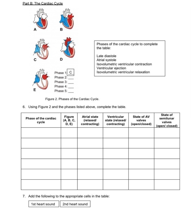 4 Phases Of The Cardiac Cycle Slideshare