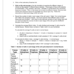 40 Virtual Lab The Cell Cycle And Cancer Worksheet Answers Worksheet Information