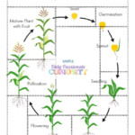 All About Corn Life Cycle Unit Study Only Passionate Curiosity