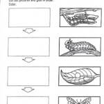 BUTTERFLY S LIFE CYCLE ACTIVITY
