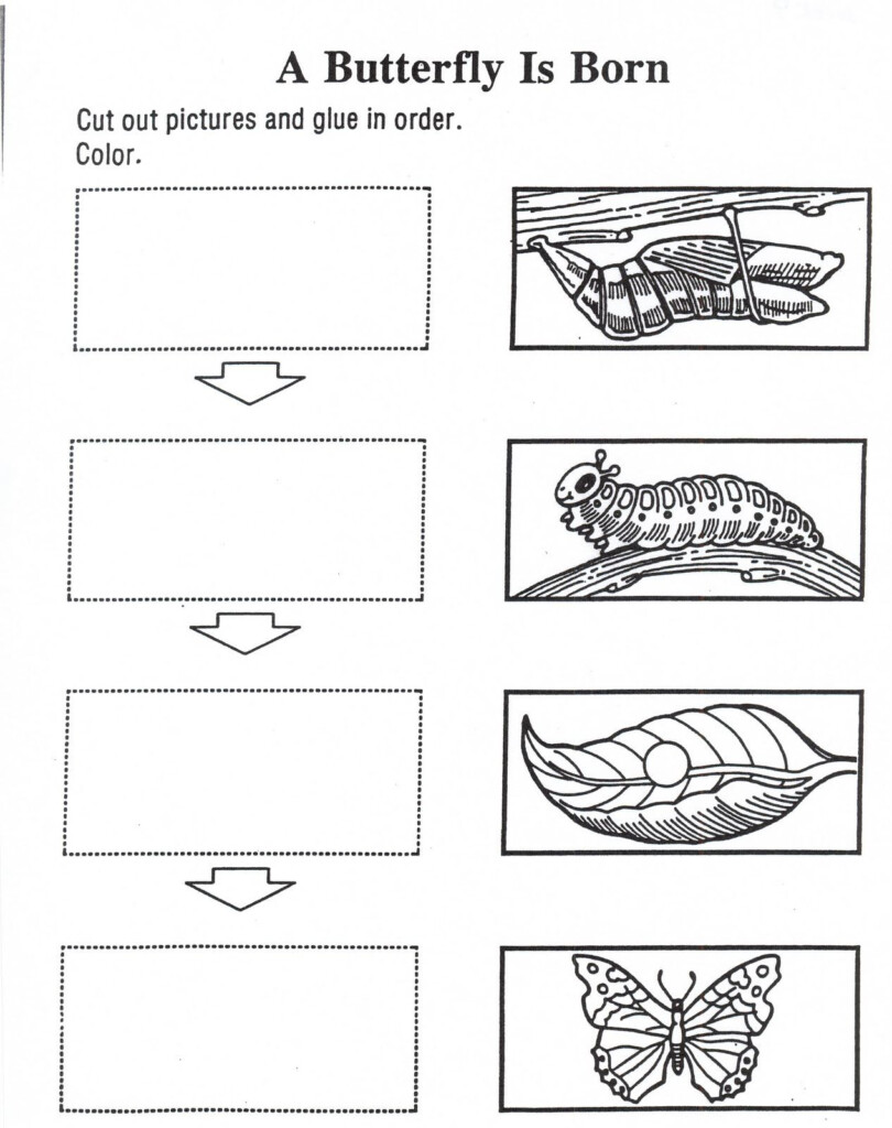 BUTTERFLY S LIFE CYCLE ACTIVITY 