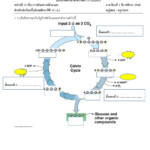 Calvin Cycle Interactive Worksheet