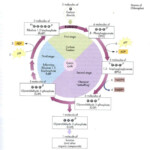 Calvin Cycle Review Worksheet Answers Free Download Goodimg co