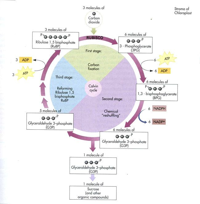 Calvin Cycle Review Worksheet Answers Free Download Goodimg co