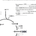 Calvin Cycle Worksheet mp4 YouTube