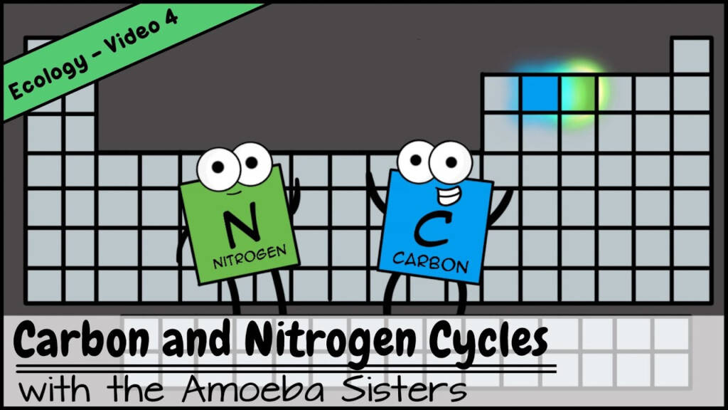 Carbon And Nitrogen Cycles YouTube
