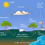 Carbon Cycle Diagram Center For Science Education