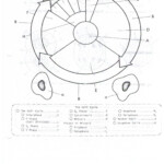 Cell Cycle Coloring Worksheet Cell Cycle Cells Worksheet Color