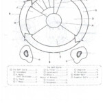 Cell Cycle Drawing Worksheet At GetDrawings Free Download
