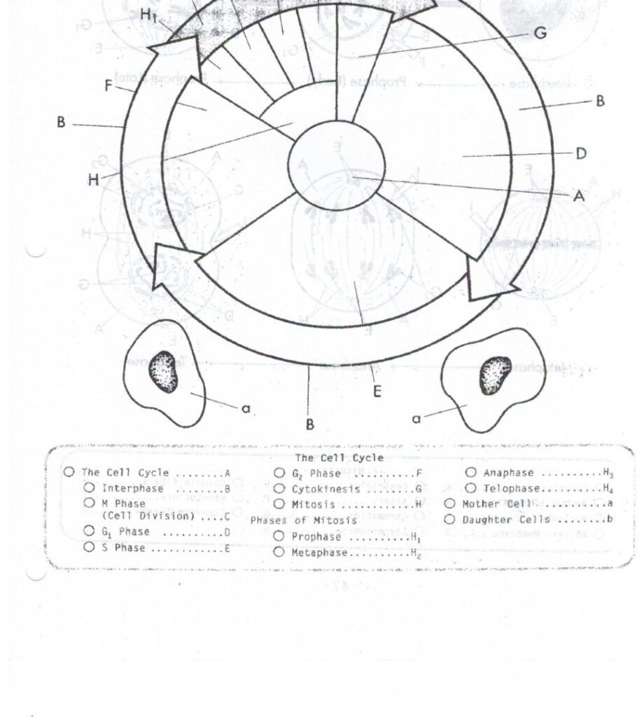Cell Cycle Drawing Worksheet At GetDrawings Free Download