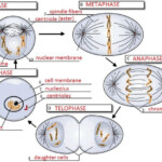 Cell Cycle Labeling Worksheets Answer Key Cell Cycle Science Cells