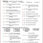 Cell Cycle Regulation Worksheet Answers Worksheet Resume Examples