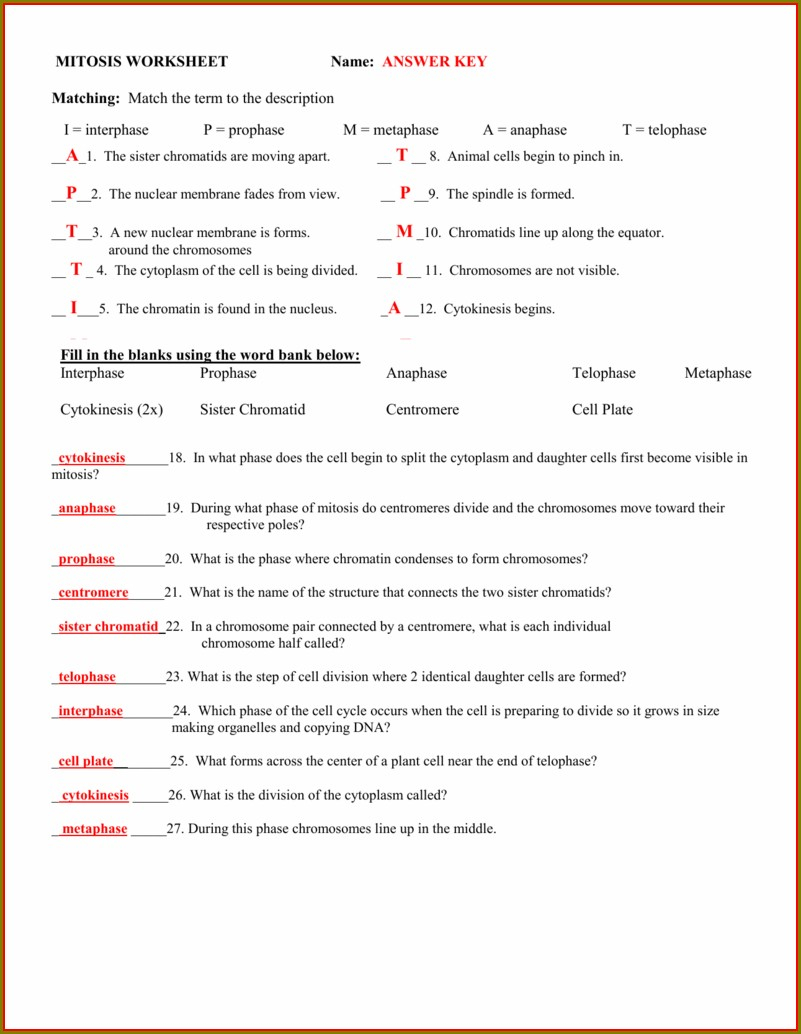 Cell Theory Timeline And Worksheet Answer Key Worksheet Resume Examples Cell Theory Timeline And Worksheet Answer Key Worksheet Resume Examples