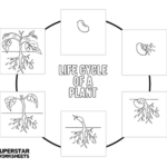 Flowers And Their Life Cycles Worksheet Answer Key Best Flower Site