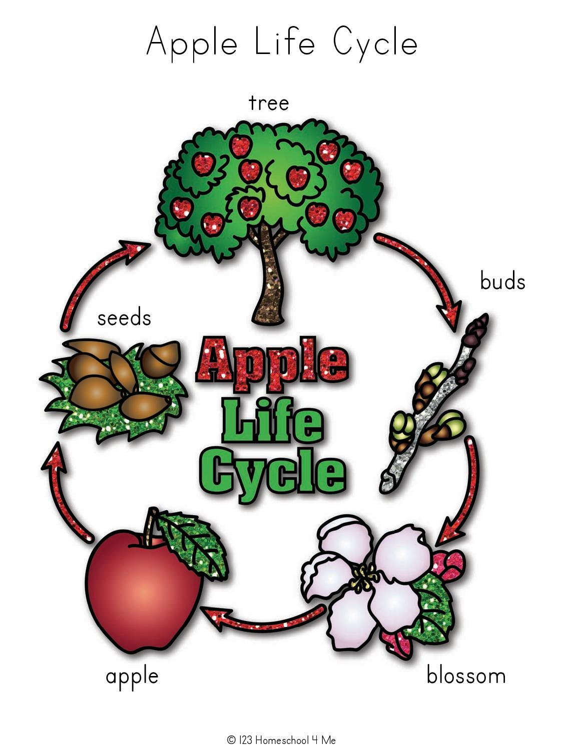FREE Apple Life Cycle Printable Worksheets FREE Apple Life Cycle Printable Worksheets
