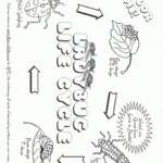 Free Plant Life Cycle Worksheet Printables Free Printable