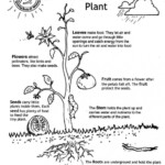 Free Plant Life Cycle Worksheet Printables Printable Worksheets