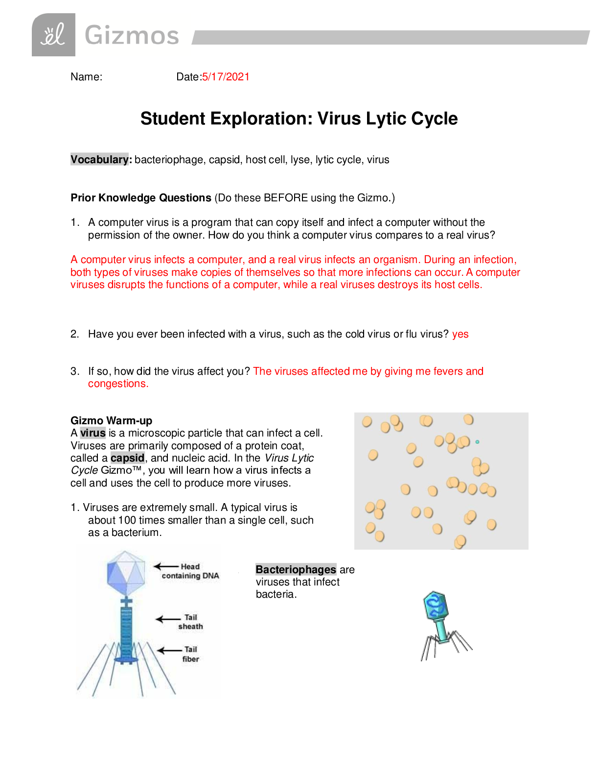 GIZMOS Student Exploration Virus Lytic Cycle With Answers 100 Correct GIZMOS Student Exploration Virus Lytic Cycle With Answers 100 Correct