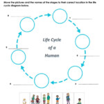 Human Life Cycle Activity For 4 5
