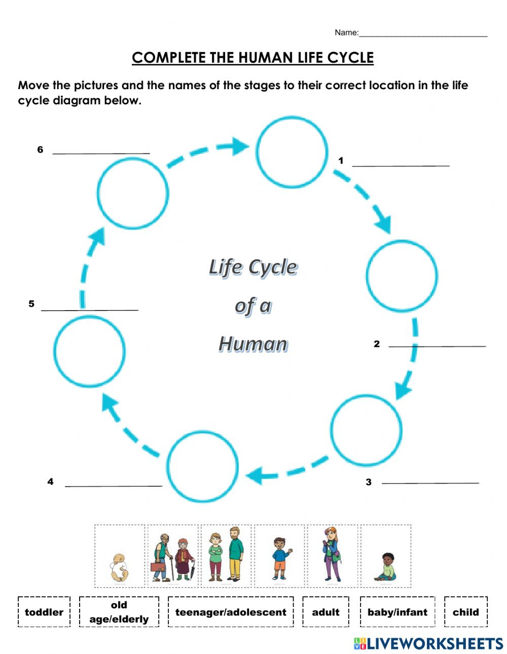Human Life Cycle Activity For 4 5