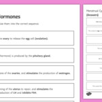 Human Menstrual Cycle Worksheet Menstrual Cycle Biology Notes For