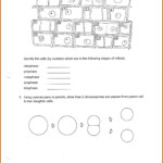 Key Cell Cycle Labeling Worksheet Worksheet Resume Examples