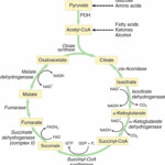 Krebs Cycle TCA Cycle Mnemonic Simplified Biology