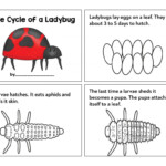 Ladybug Life Cycle Worksheets And Activities Natural Beach Living