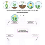 Life Cycle Of A Flowering Plant Interactive Worksheet