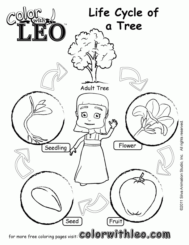 Life Cycle Of A Plant Coloring Page Coloring Home Life Cycle Of A Plant Coloring Page Coloring Home