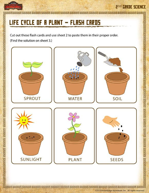Life Cycle Of A Plant Flash Cards Printable Science Worksheet For Life Cycle Of A Plant Flash Cards Printable Science Worksheet For
