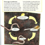 Life Cycle Of An Earthworm
