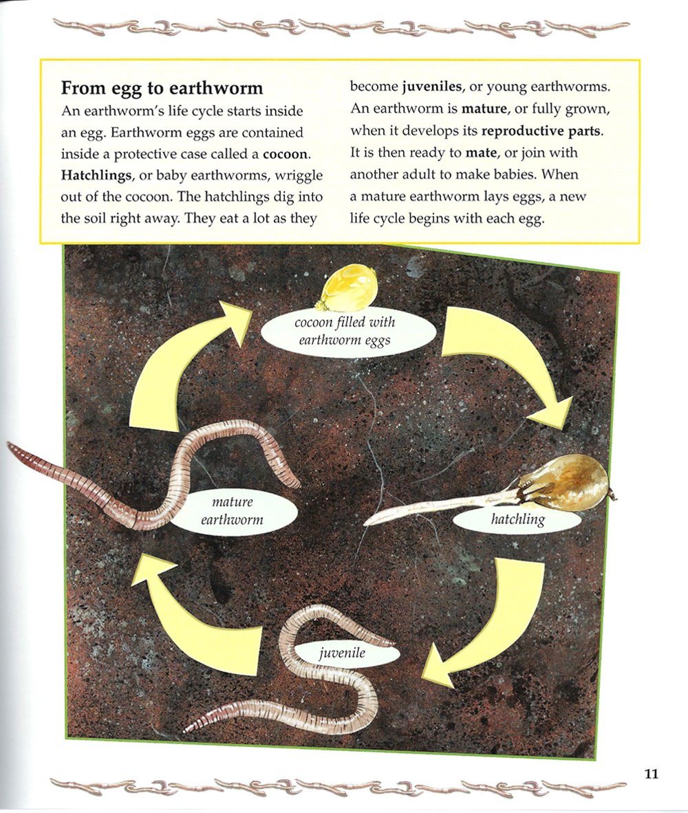 Life Cycle Of An Earthworm Life Cycle Of An Earthworm