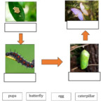 Life Cycle Of Butterfly Interactive Worksheet Butterfly Life Cycle