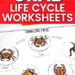 Life Cycle Worksheets For Preschools Science Worksheet Life Cycle Of