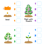Life Cycle Worksheets For Preschools Science Worksheet Life Cycle Of