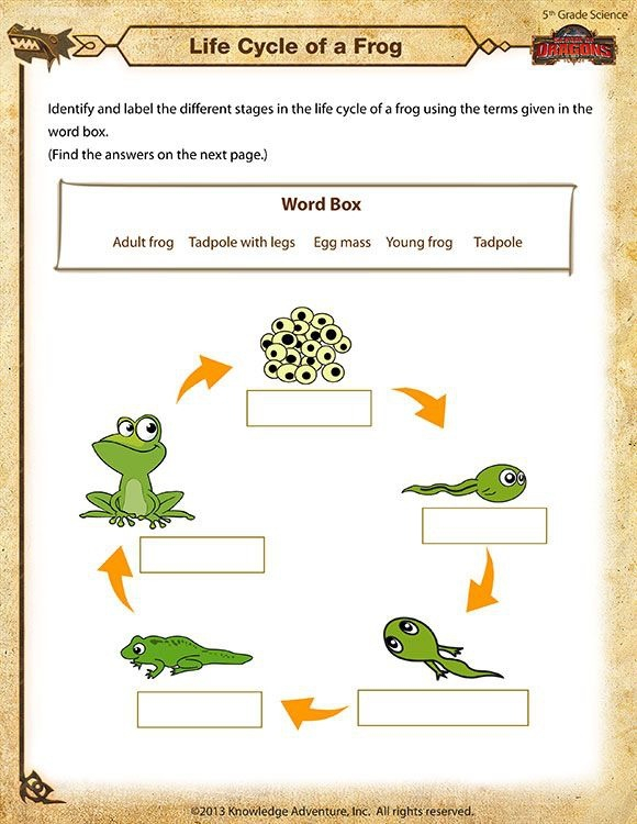 Life Cycles Of Animals Worksheets Worksheets Master Life Cycles Of Animals Worksheets Worksheets Master