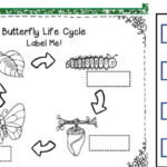 Life Cycles Worksheets