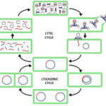 Lytic Cycle Wikipedia
