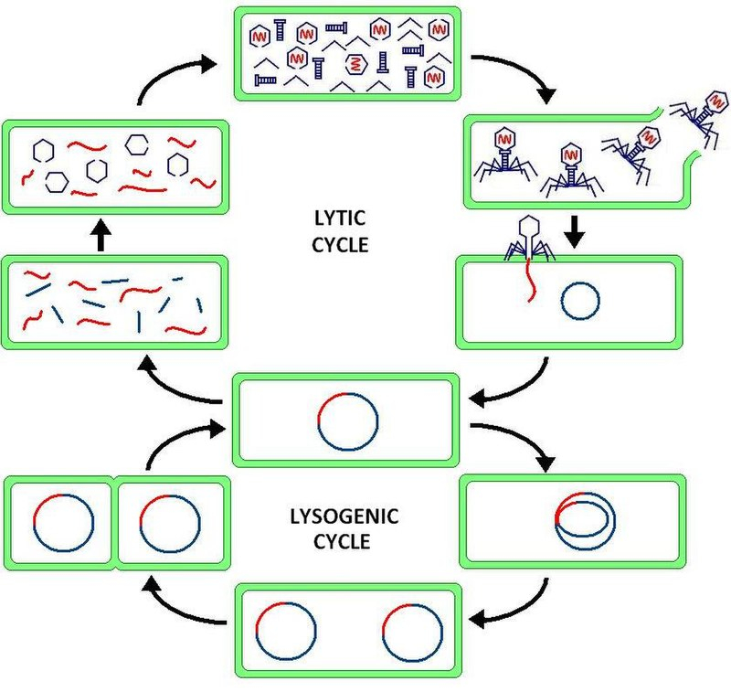 Lytic Cycle Wikipedia