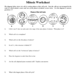 Mitosis Worksheet