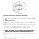 Mitosis Worksheet Phases Of The Cell Cycle Answers Db excel