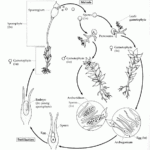 Moss Life Cycle Musgos