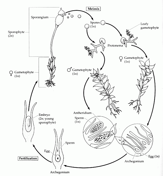 Moss Life Cycle Musgos